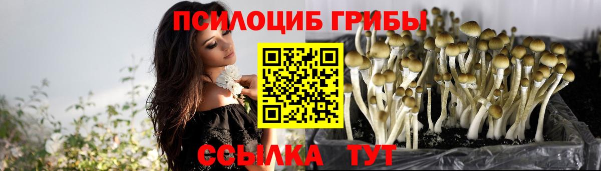 Псилоцибиновые грибы Cubensis  Вход с VPN  Тулун 